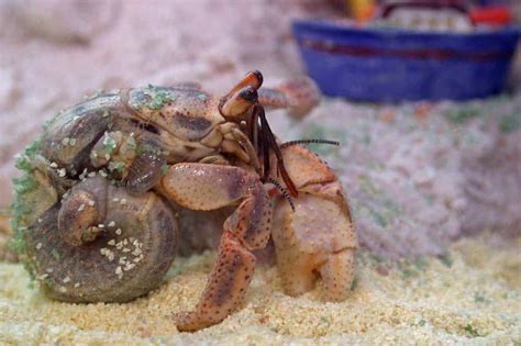 hermit crab without a shell